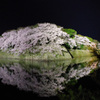 国宝・彦根城の桜4（’22さくら紀行）