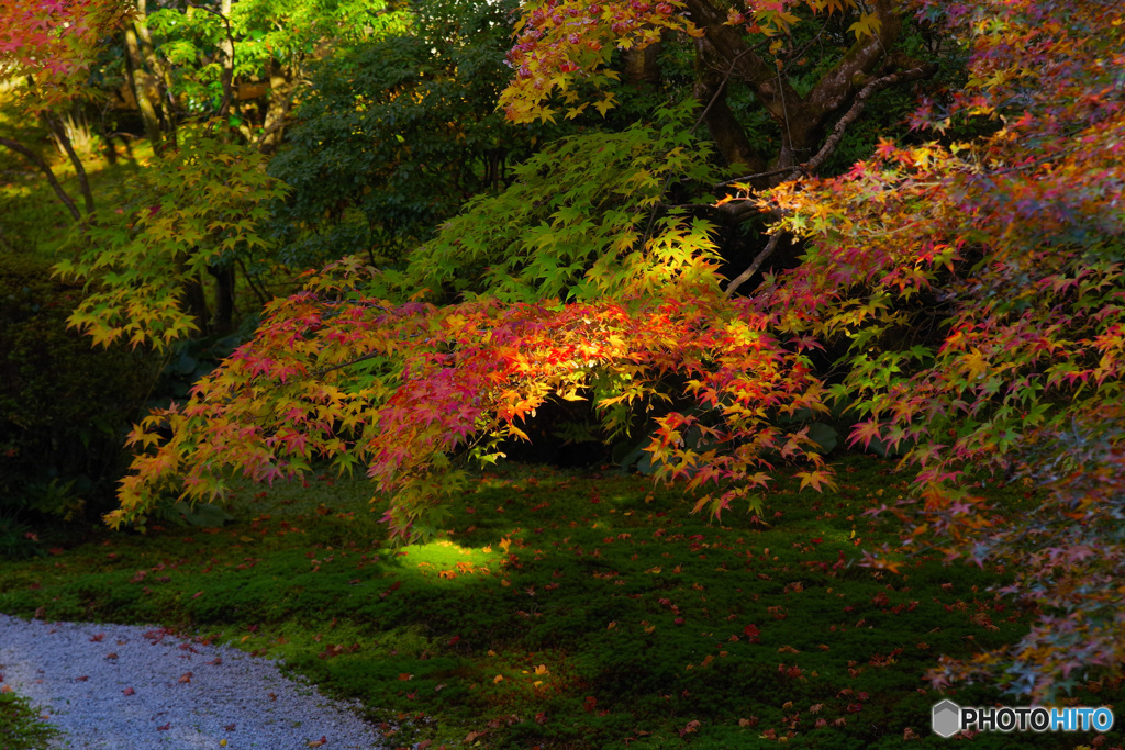 2021京の紅葉（天授庵2）