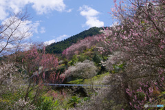 春だより・西吉野3