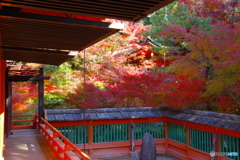 山科・毘沙門堂の紅葉2
