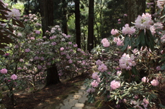 奈良・花紀行3（室生寺・石楠花3）