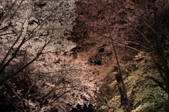 2014京都・桜12（二条城）