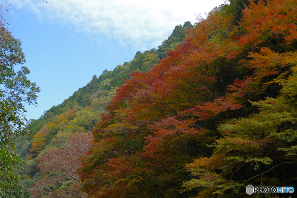 2021京の紅葉（金鈴峡）