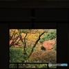 2015紅葉（高桐院1）