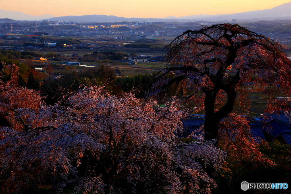 2018桜紀行（地蔵禅院より）