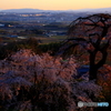 2018桜紀行（地蔵禅院より）