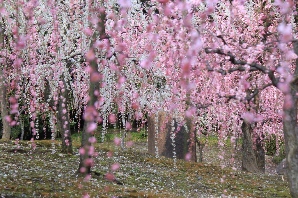 しだれ梅・満開③