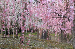 しだれ梅・満開③