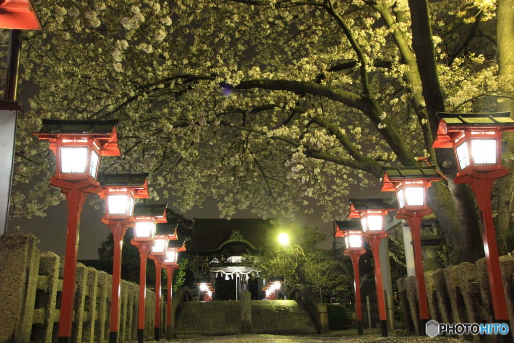 2018桜紀行（六孫王神社）