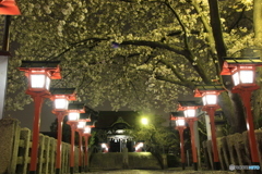 2018桜紀行（六孫王神社）