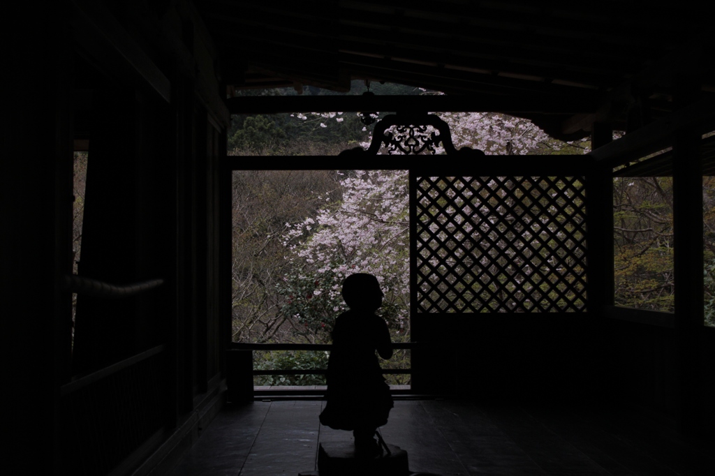 2014京都・桜15（高山寺石水院）