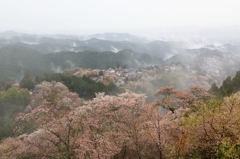 2015・桜めぐり⑪（吉野桜霧中幻想1）