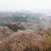 2015・桜めぐり⑪（吉野桜霧中幻想1）