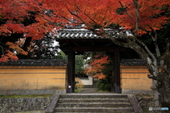 2017秋紅葉（秋篠寺1　東門）