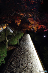 2018紅葉(酬恩菴・一休寺ライトアップ1)