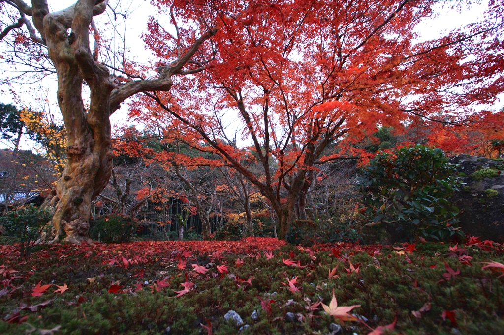 2014秋・終宴②（圓光寺散紅葉）