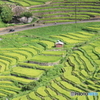 日本の原風景（丸山千枚田）