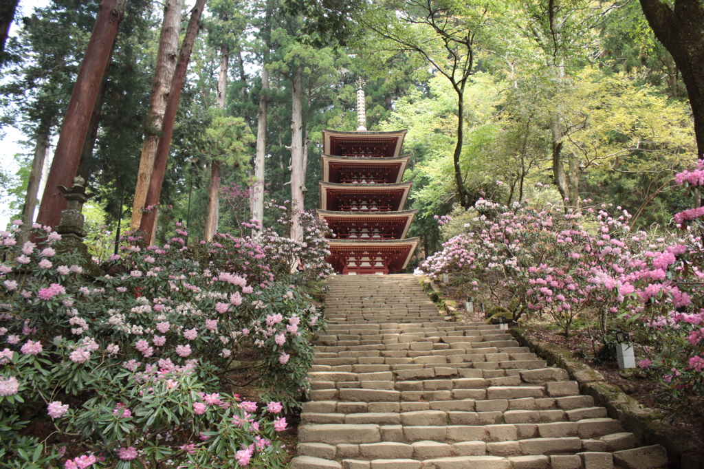 奈良・花紀行2（室生寺・石楠花2）