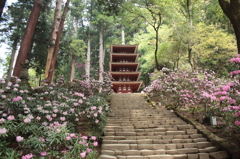 奈良・花紀行2（室生寺・石楠花2）