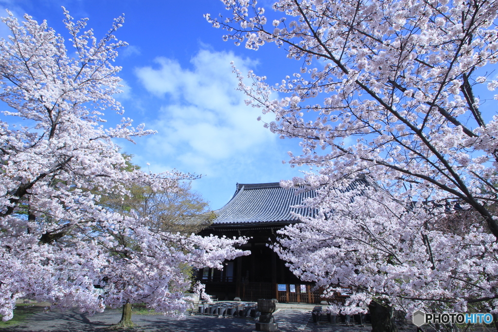 2016桜（立本寺）