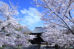 2016桜（立本寺）