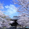 2016桜（立本寺）