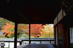 紅葉・雲龍院5（本堂から参道の紅葉を望む）