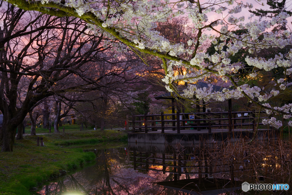 夕暮れの府立植物園2（’22京さくら）