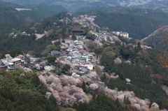 2014吉野山さくら2(上千本から中千本と蔵王堂を望む）