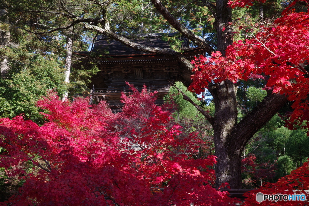 神護寺の紅葉2（2020京都紅葉）
