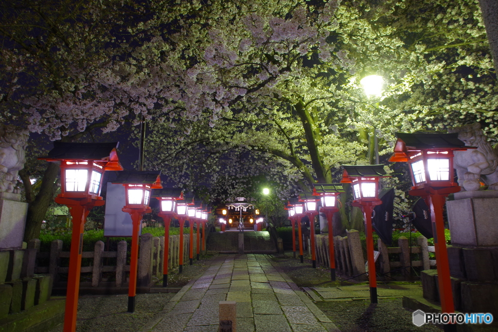2021さくら紀行（六孫王神社）