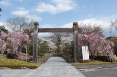 2014京都・桜 10(智積院)