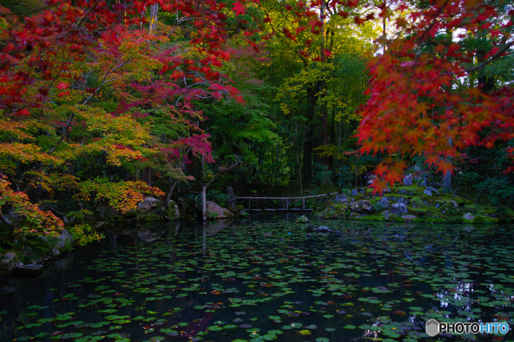 2021京の紅葉（天授庵6）