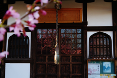 2019桜紀行（京都・長徳寺）