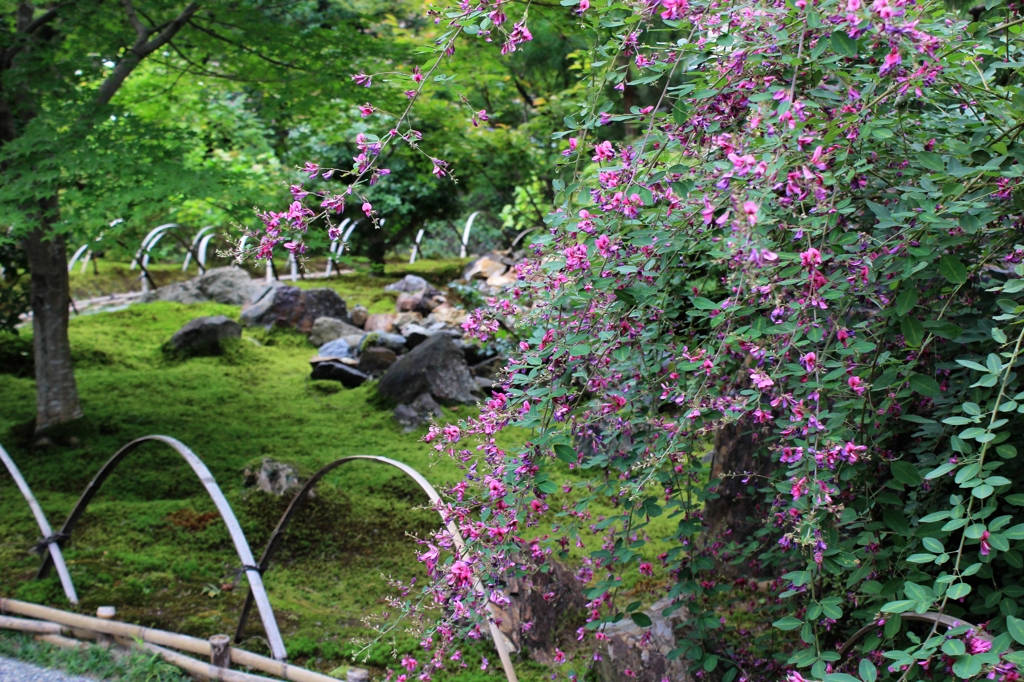 秋の花2・萩（宝厳院）
