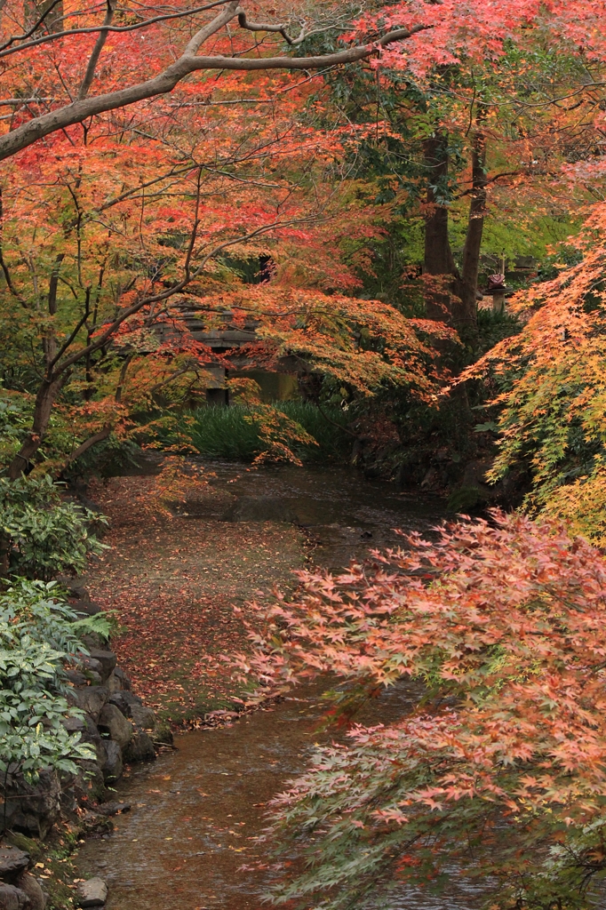 晩秋紅葉・京都家庭裁判所庭園①（１階渡り廊下より）