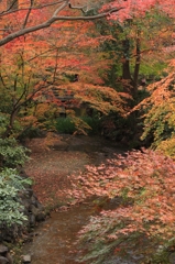 晩秋紅葉・京都家庭裁判所庭園①（１階渡り廊下より）