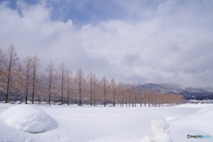 雪景2025・マキノメタセコイア並木１