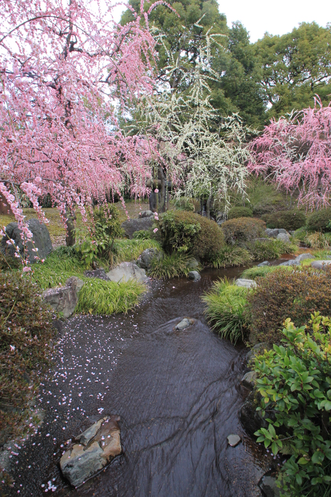 しだれ梅・満開②