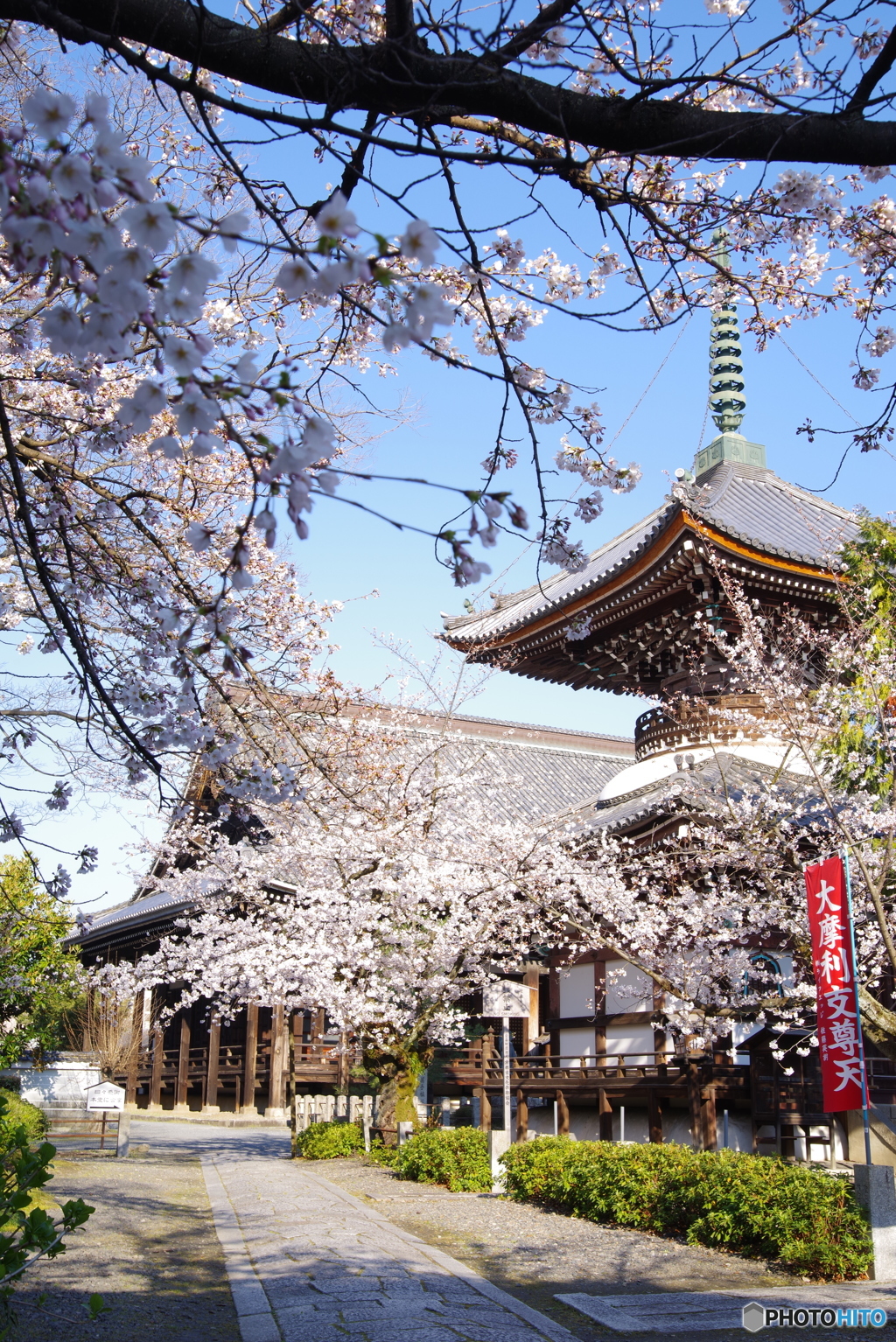 2019桜紀行（本法寺2）
