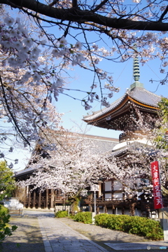 2019桜紀行（本法寺2）