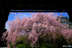 2017桜紀行（妙心寺退蔵院　余香苑１）