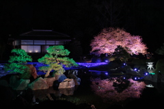 2014京都・桜11（二条城・清流園　さくら紅葉）