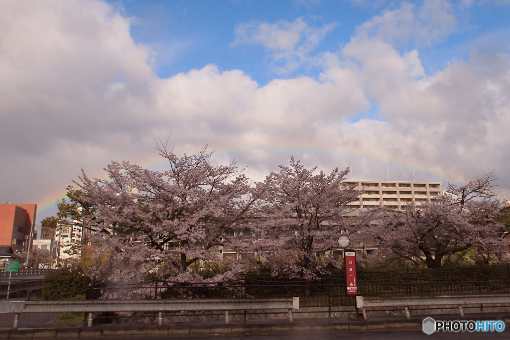 2019さくら紀行（新時代に向けて・桜並木にかかる虹）