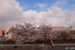 2019さくら紀行（新時代に向けて・桜並木にかかる虹）