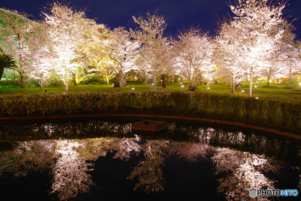 水鏡・府立植物園6（’22京さくら）