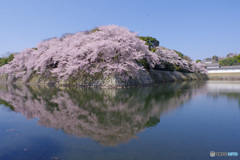 国宝・彦根城の桜6（’22さくら紀行）