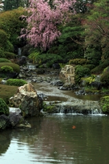 2015・桜めぐり⑦（退蔵院　余香苑）