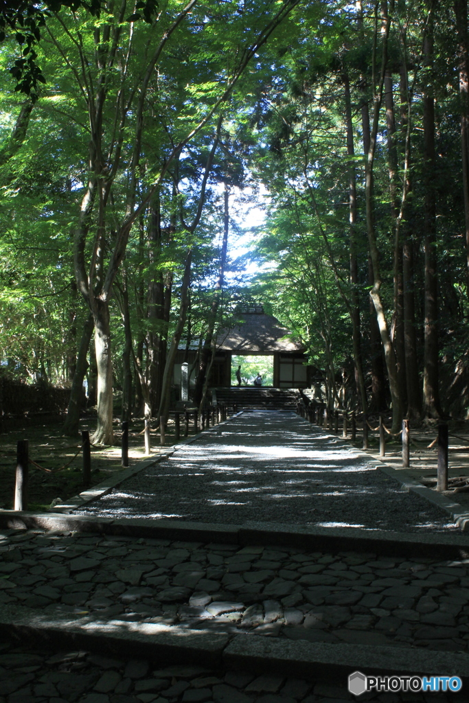 夏の法然院1（参道と山門）