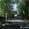 夏の法然院1（参道と山門）